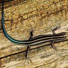 Blue tailed Skink