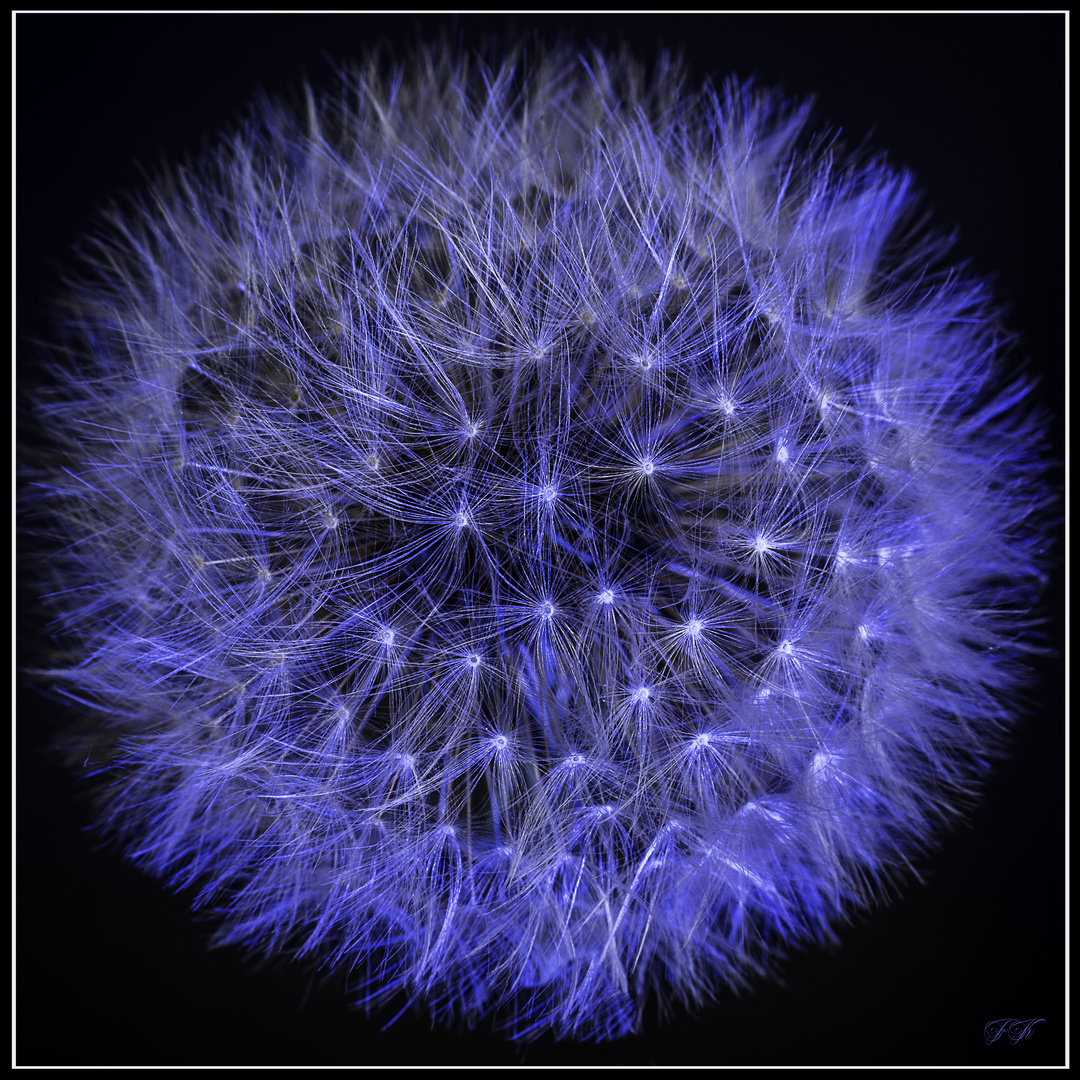 Blue Taraxacum