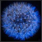 Blue Taraxacum