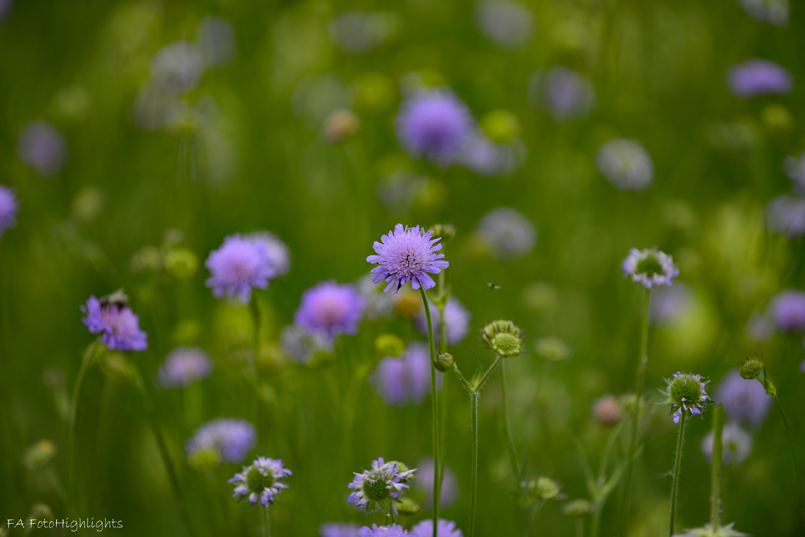 BLUE Teil 2