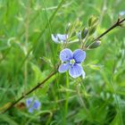 blue tenderness