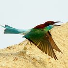 Blue Throated Bee Eater in Flight