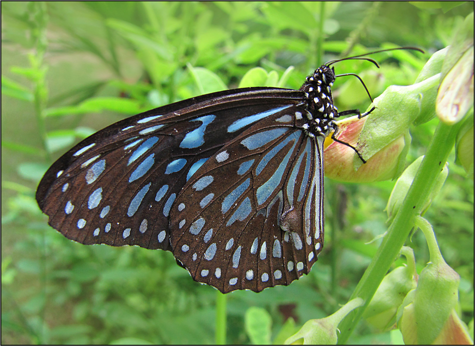 Blue Tiger