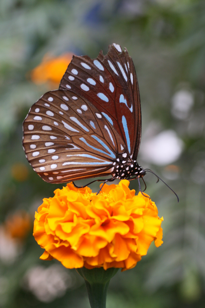 Blue Tiger