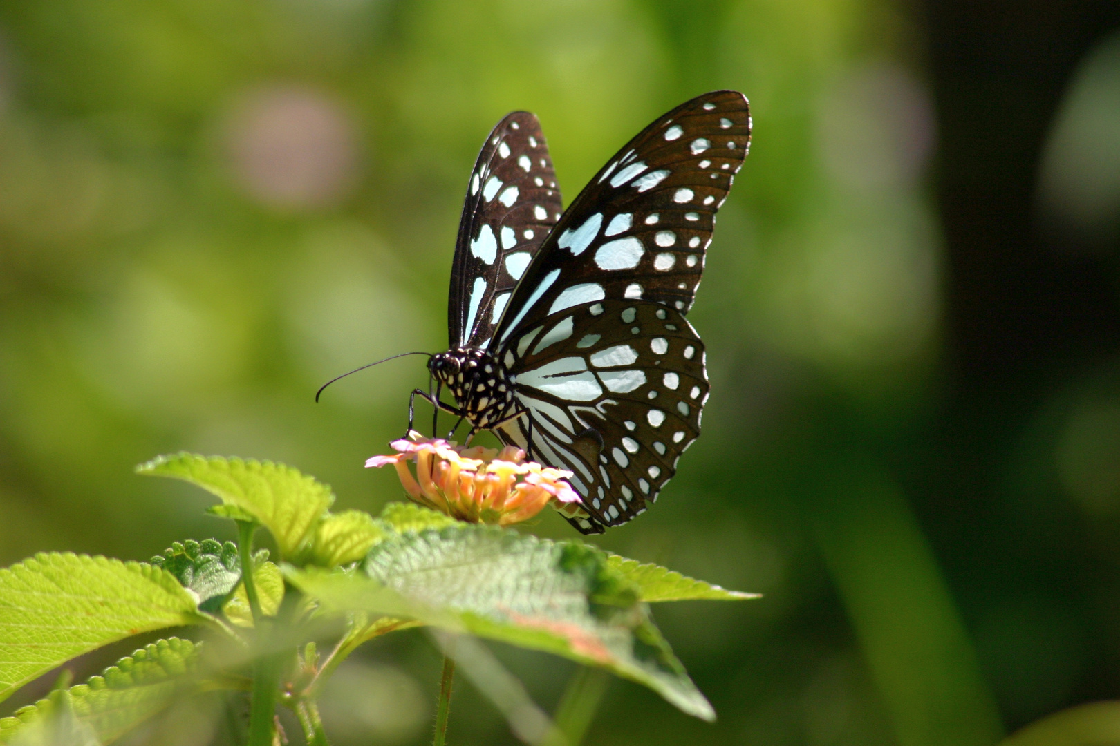 Blue Tiger