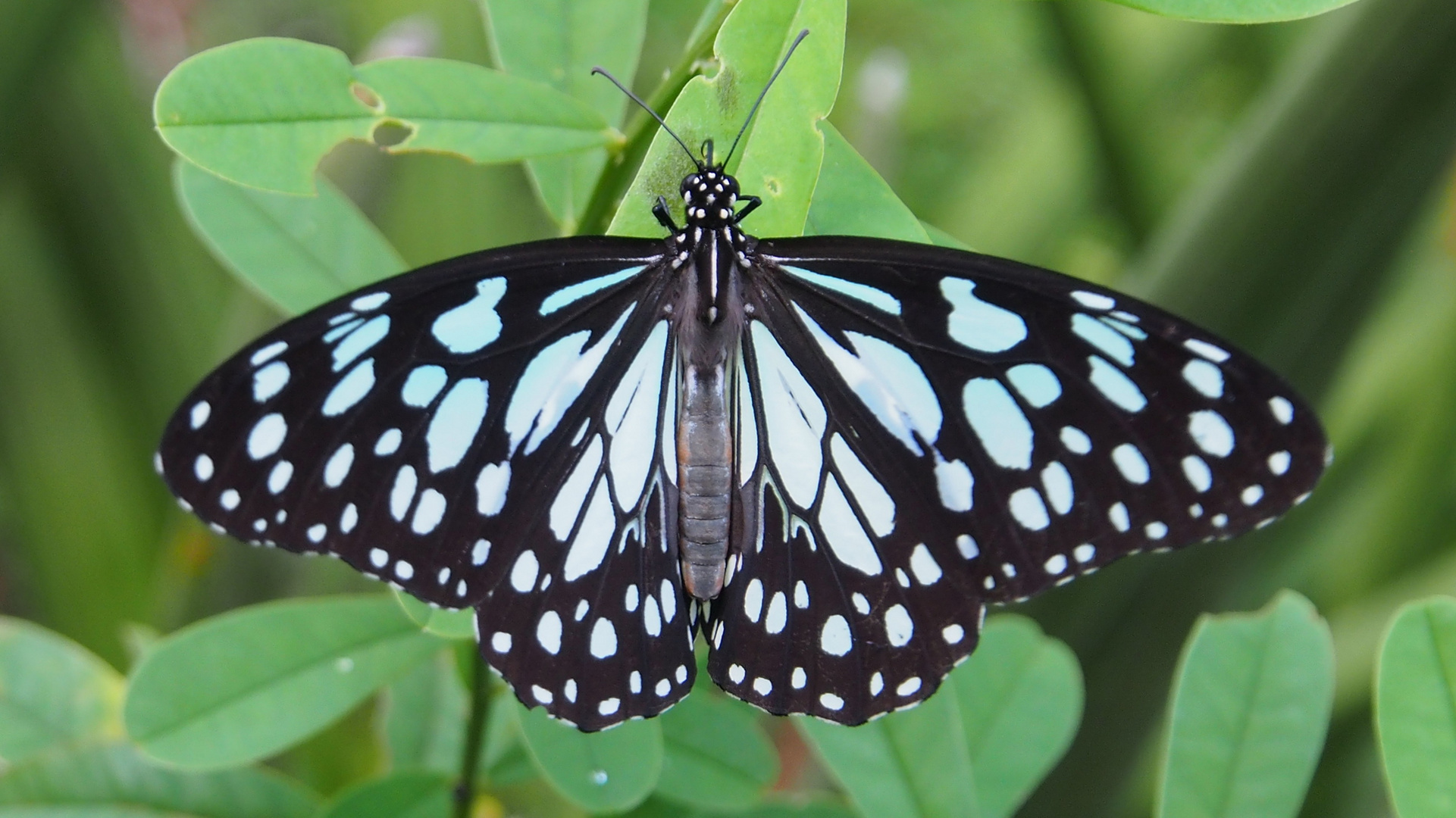 Blue Tiger