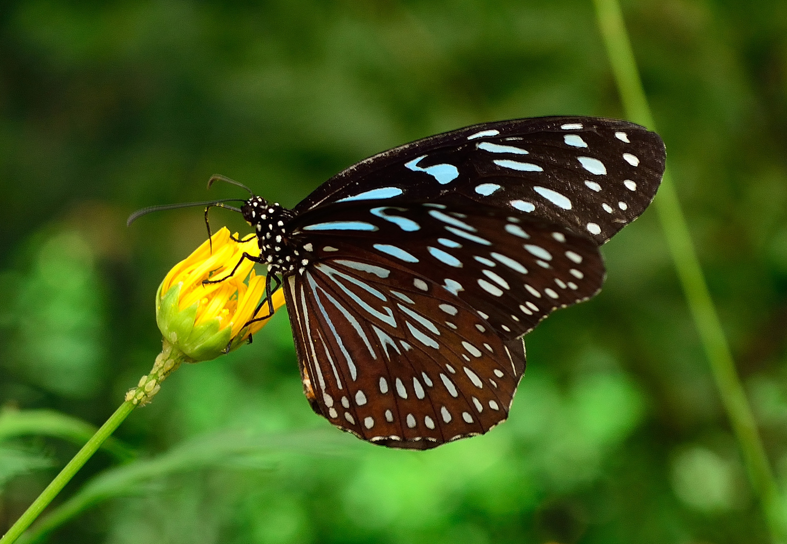 Blue Tiger Schmetterling