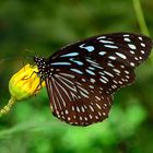 Blue Tiger Schmetterling