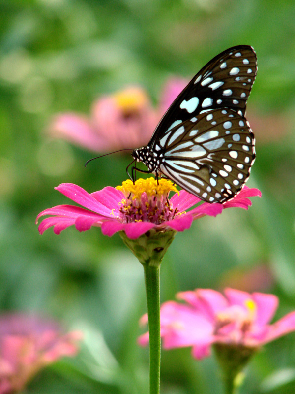 Blue Tiger "Tirumala limniace leopardus"