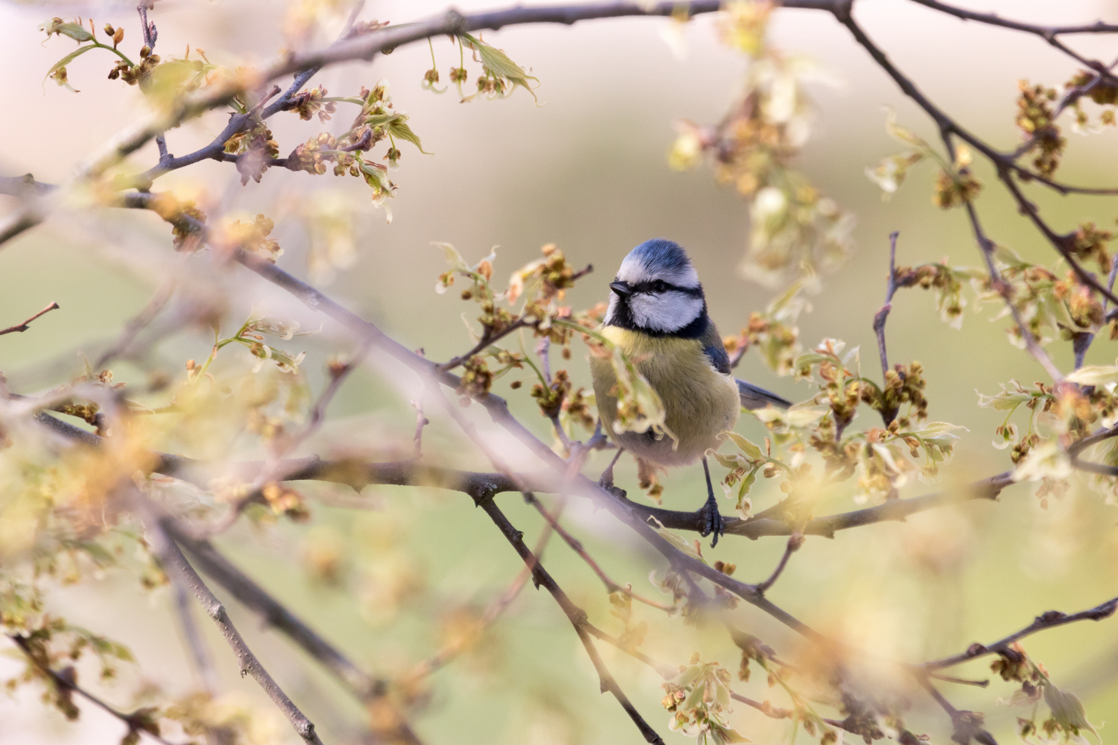 Blue tit 