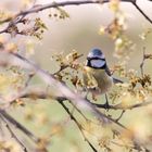 Blue tit 