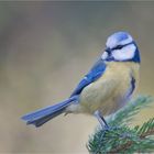 Blue tit