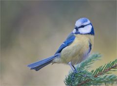 Blue tit