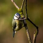 Blue Tit