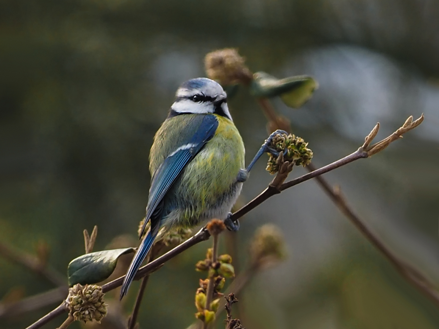 Blue Tit