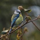 Blue Tit