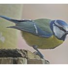 Blue tit