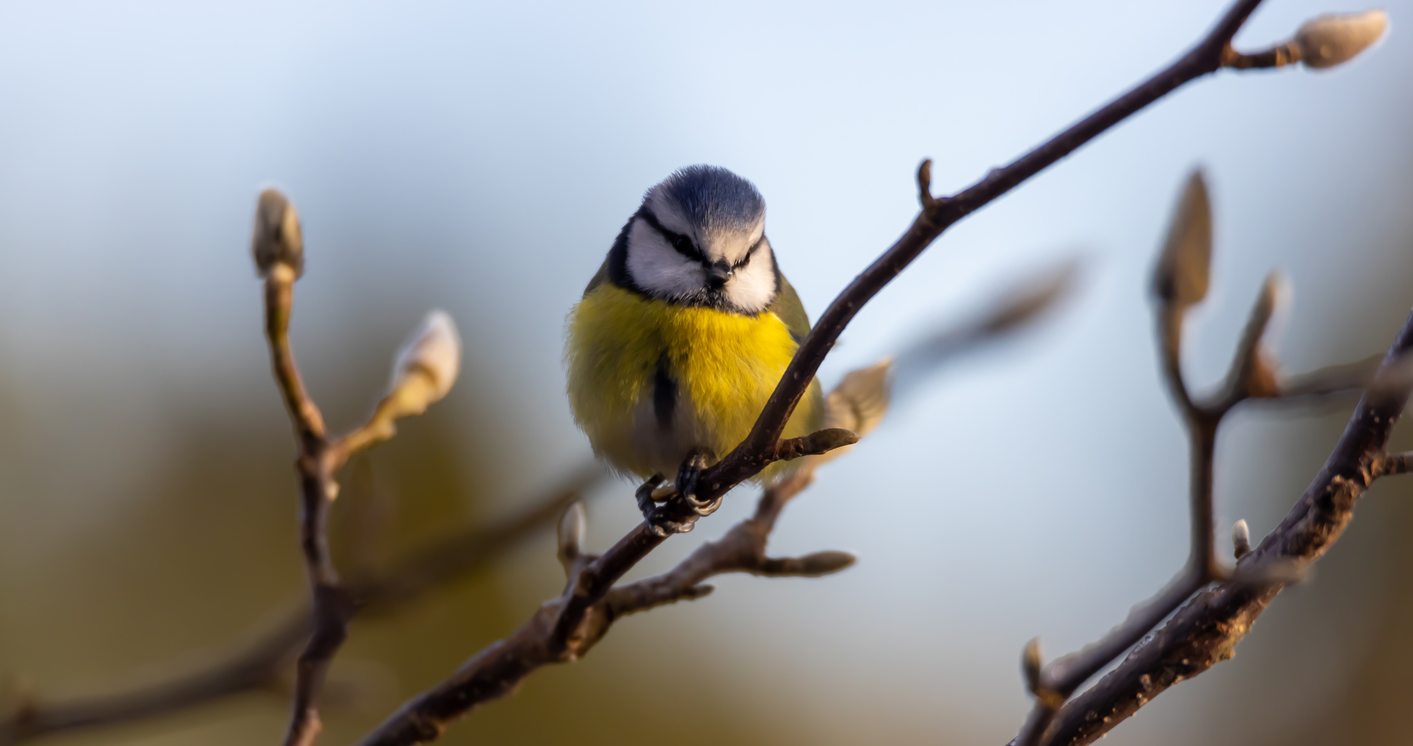 Blue Tit