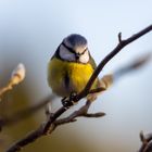 Blue Tit