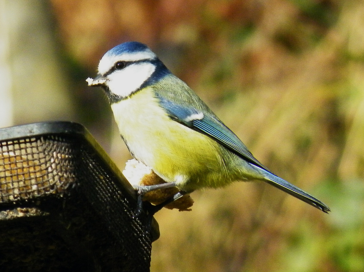 Blue Tit