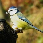 Blue Tit