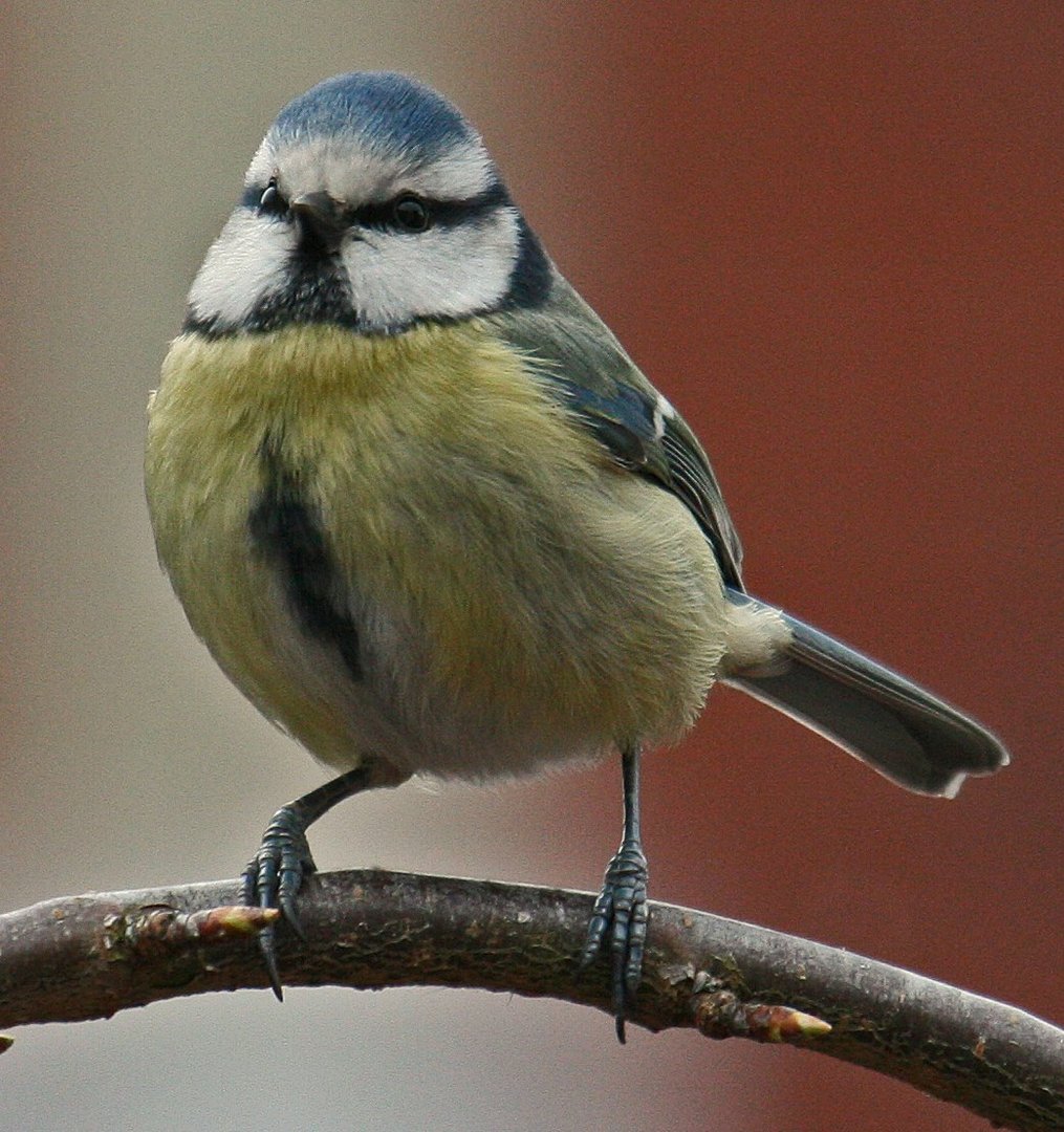 BLUE TIT