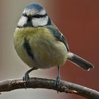 BLUE TIT