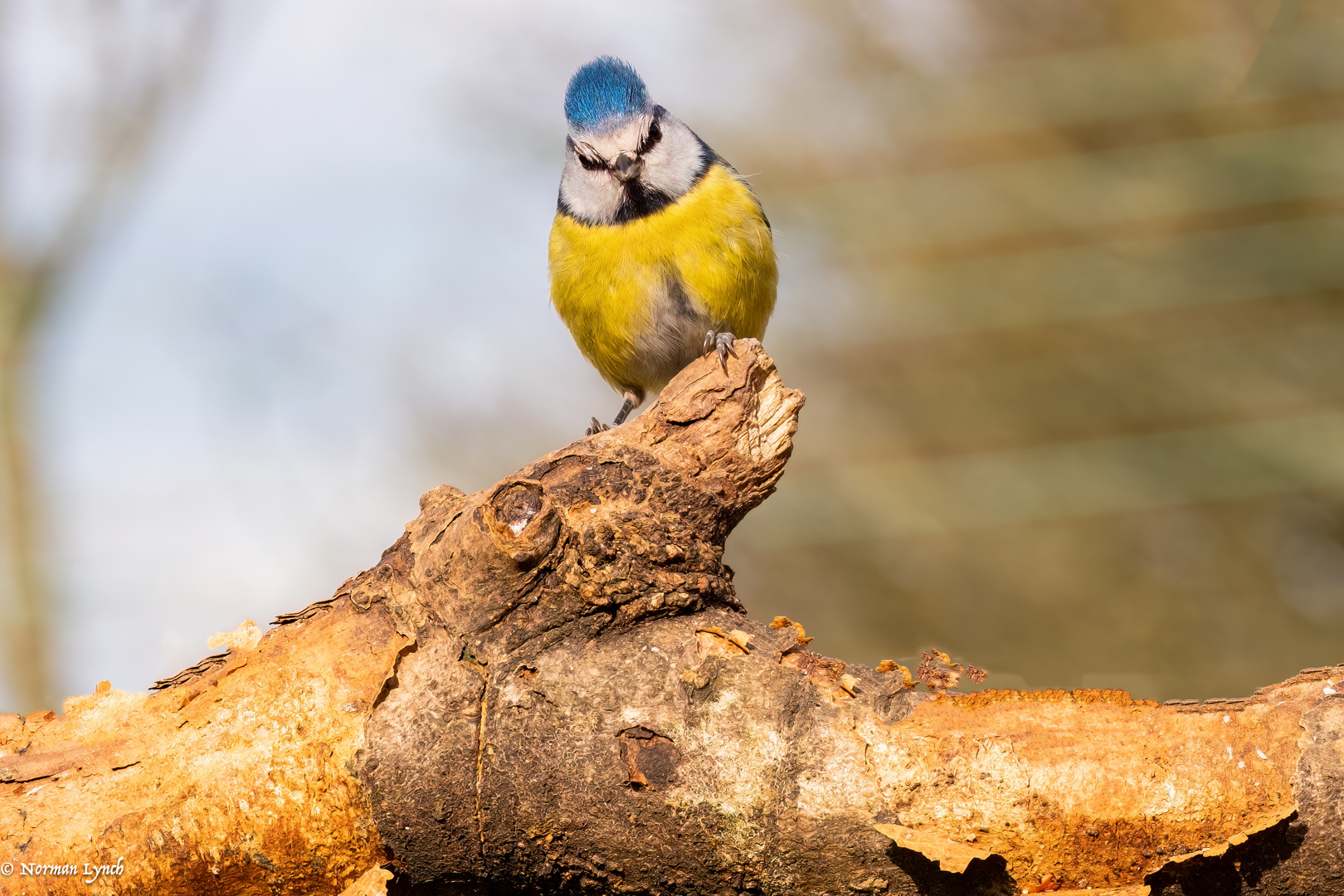 Blue Tit _