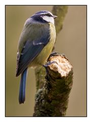 Blue tit