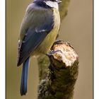 Blue tit