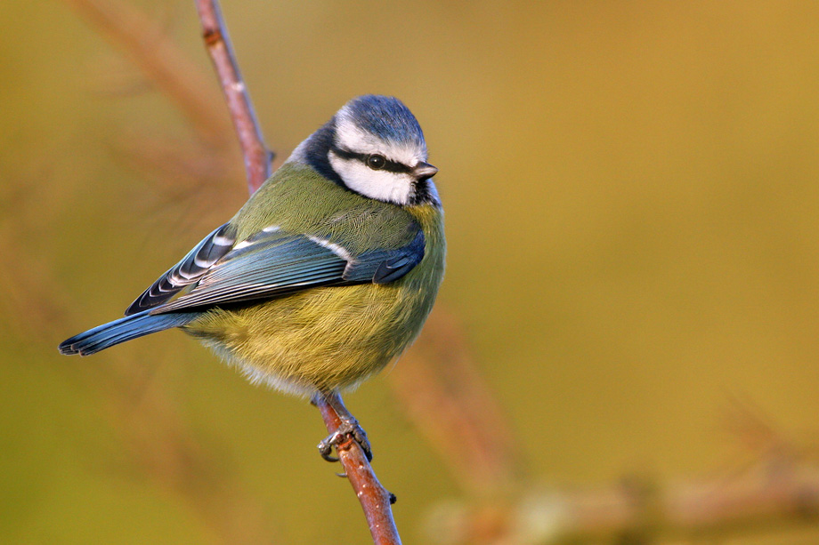 Blue tit