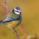 Blue tit