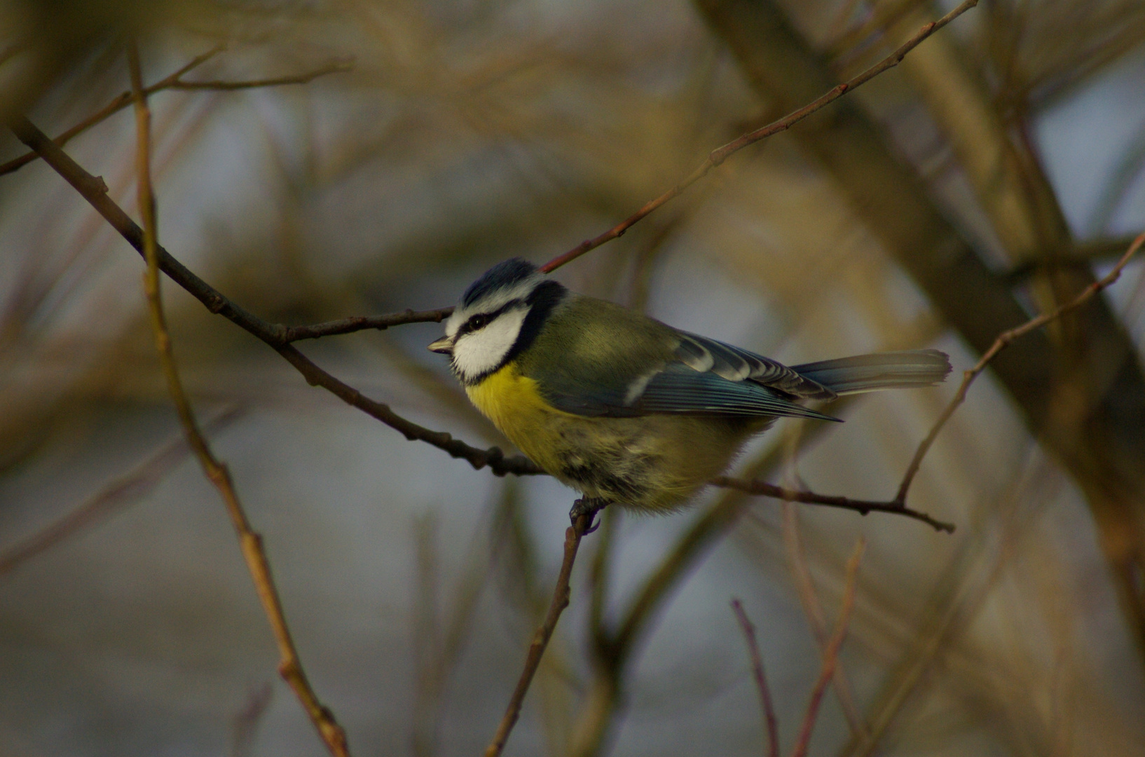 Blue Tit !