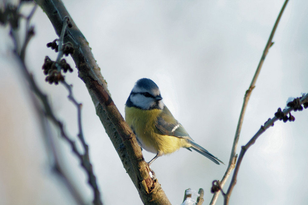 Blue Tit