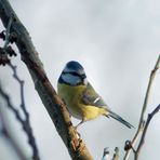 Blue Tit