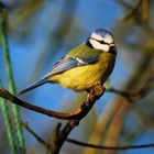 Blue Tit