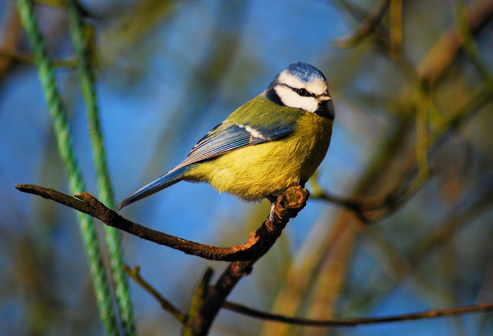 Blue Tit