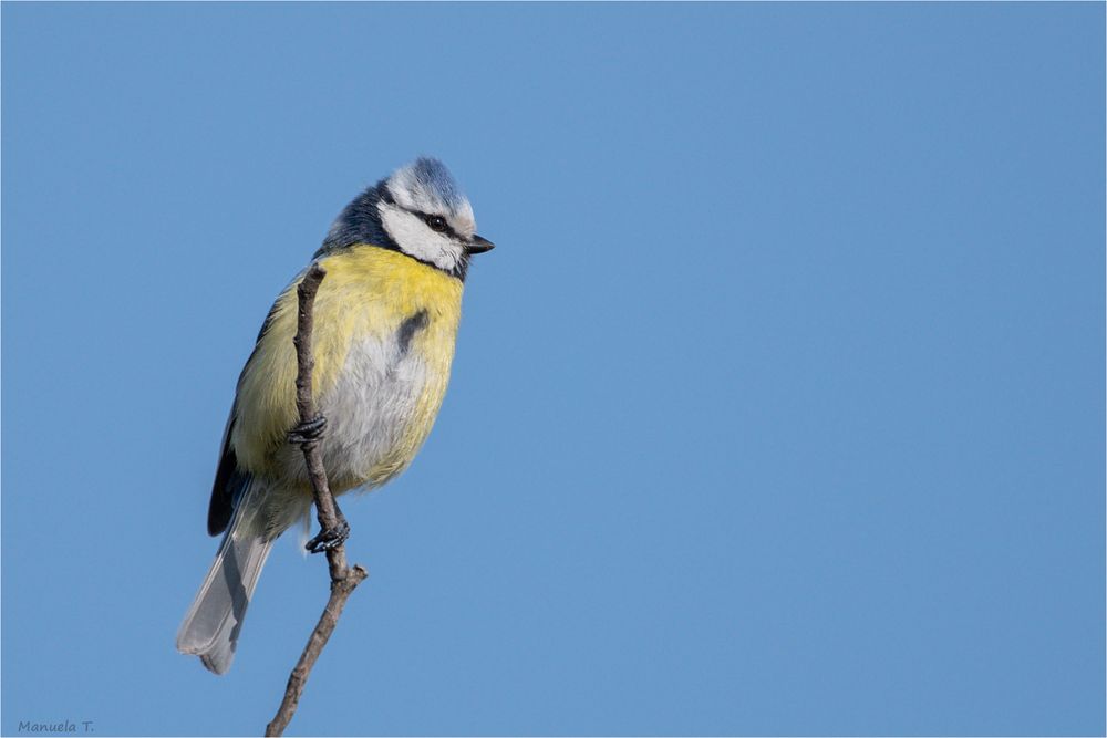 Blue tit