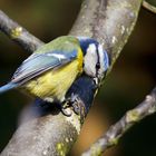 Blue Tit