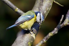 Blue Tit