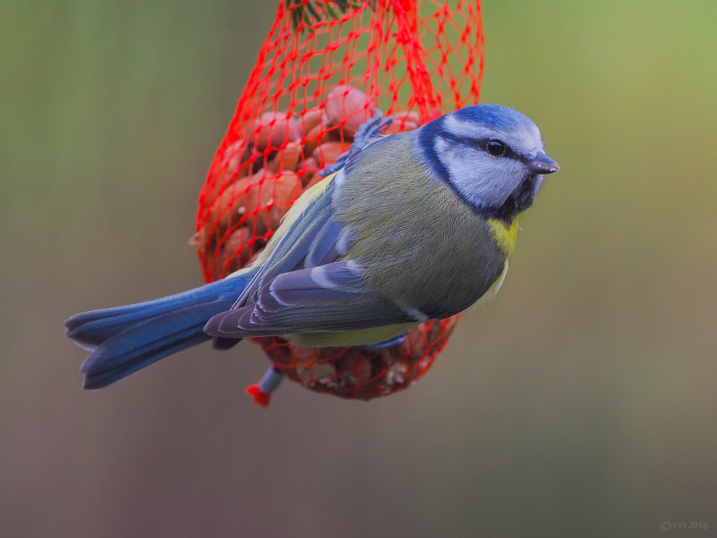 BLUE TIT