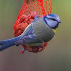 BLUE TIT