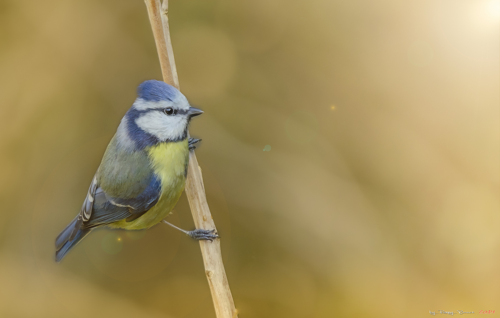 blue tit