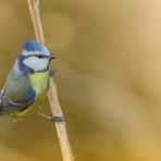 blue tit