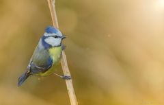 blue tit