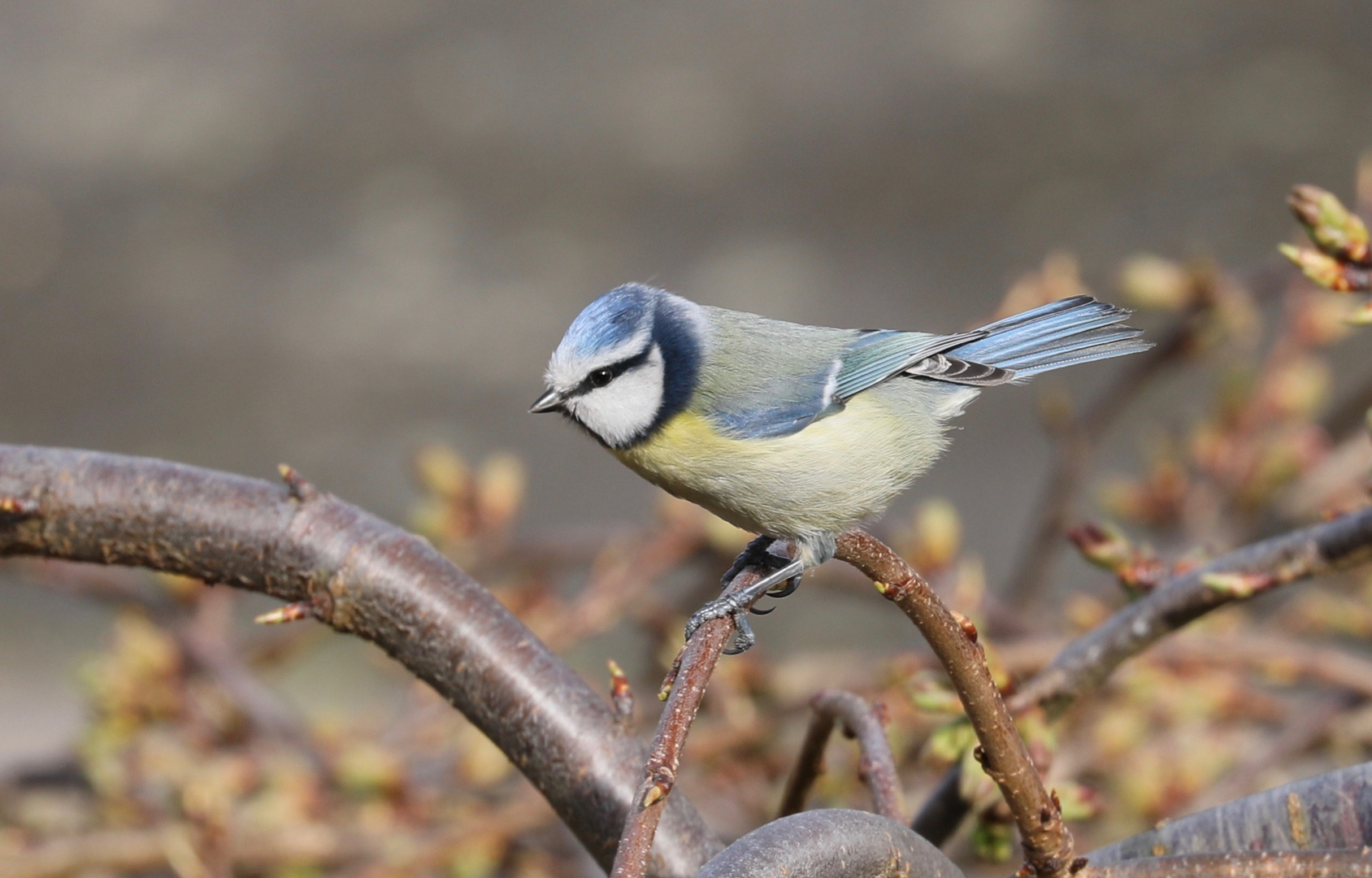 Blue Tit 