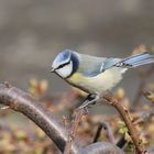 Blue Tit 