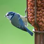 Blue Tit