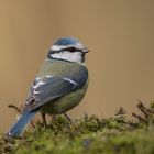 Blue tit.