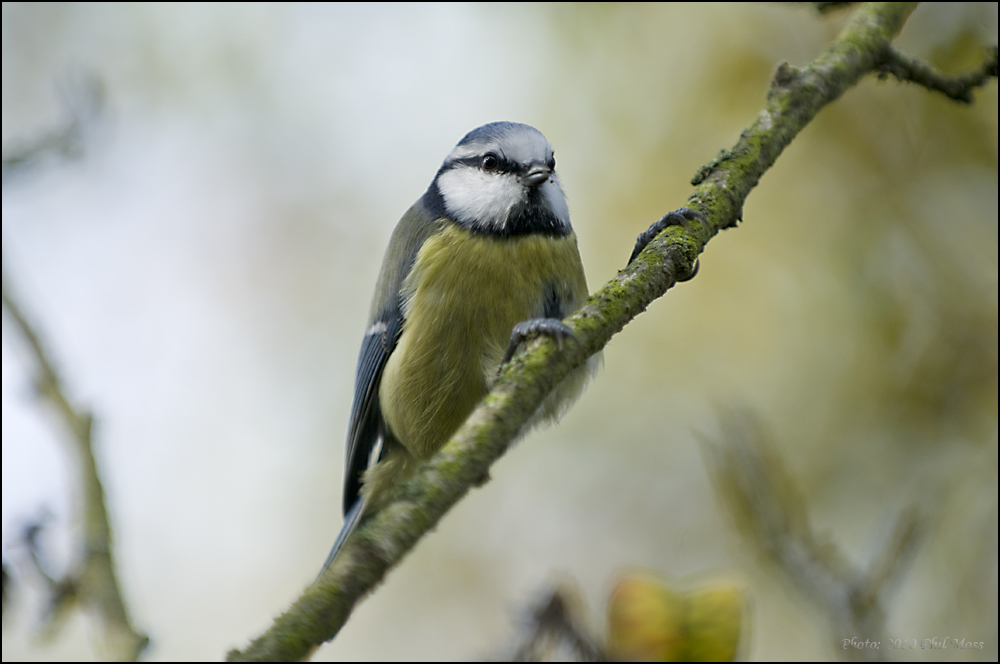 Blue Tit